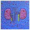 The Kidney-Adrenal Gland